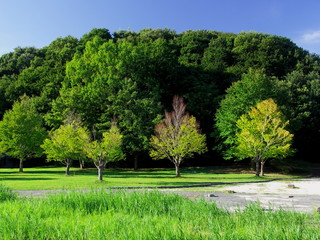 秋の公園風景