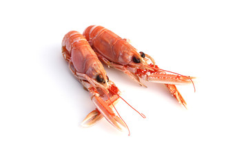 Langoustes