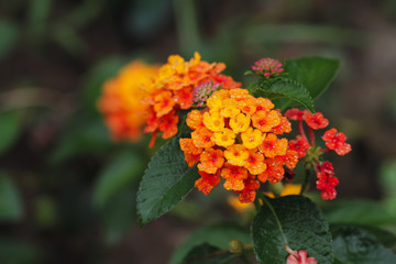close up red and yellow flower 
