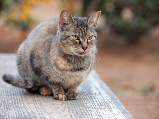 ベンチで座る猫