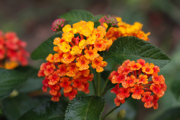 close up red and yellow flower 
