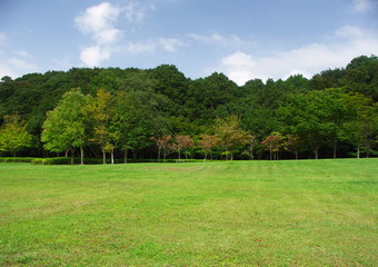 Fototapeta na wymiar 初秋の林と草原風景