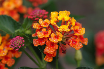 close up red and yellow flower 
