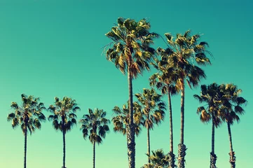 Fotobehang Koraalgroen Palmbomen op het strand van Santa Monica. Vintage post verwerkt. Mode, reizen, zomer, vakantie en tropisch strand concept.