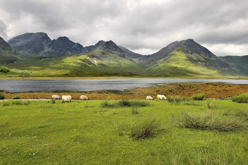Scotland, Elgol - meadow landscape nature