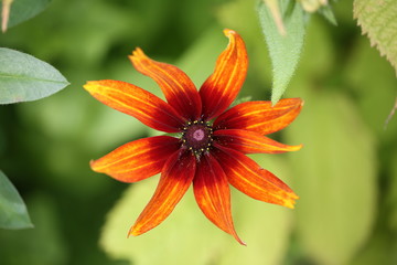 flower garden gerbera daisy spring summer
