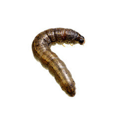  caterpillar