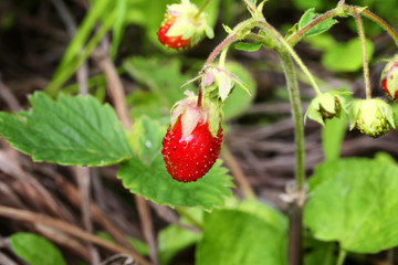 wild strawberry spring summer