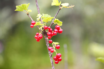 red currants on a bush in the garden spring summer