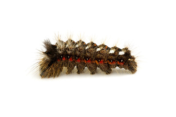  caterpillar