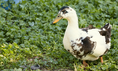 Duck on a poultry farm