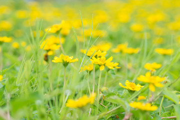 View of a field of bright yellow flowers.