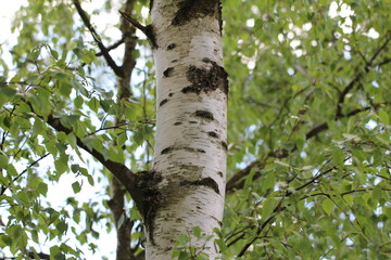 Birch