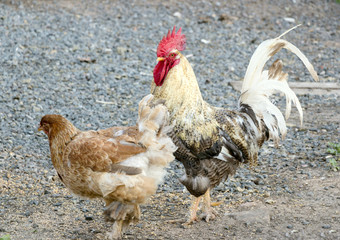 Chicken and rooster on a poultry farm