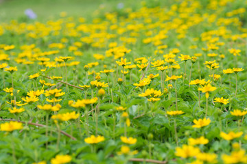 View of a field of bright yellow flowers.