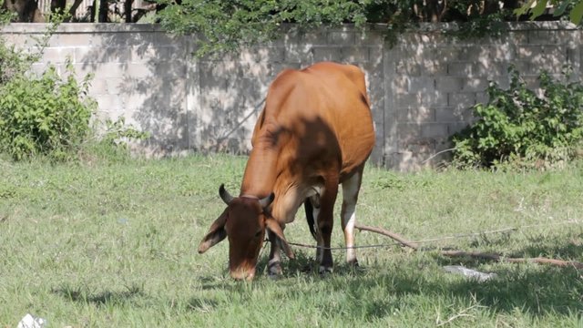 cow eats grass in thailand