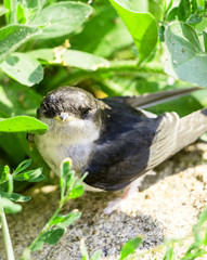 Young Swallow