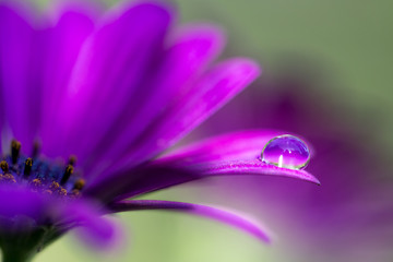 Purple flower and droplet - Powered by Adobe