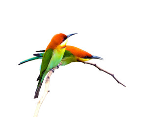 Bird (Chestnut-headed Bee-eaters) isolated on white background