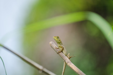 Lizard on a branch in Thailand