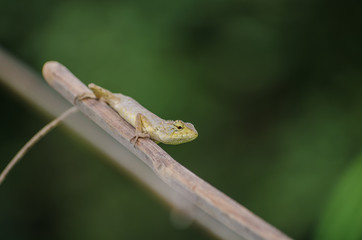 Lizard on a branch in Thailand