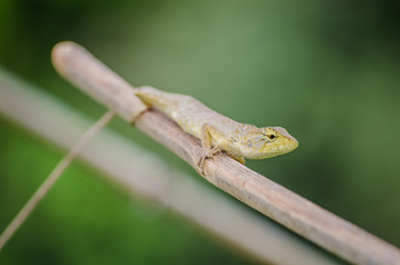 Lizard on a branch in Thailand