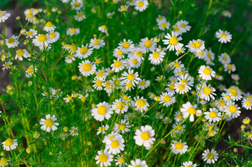 Small flowers of camomile drug. Background.