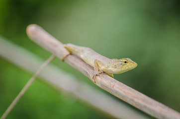 Naklejka na ściany i meble Lizard on a branch in Thailand