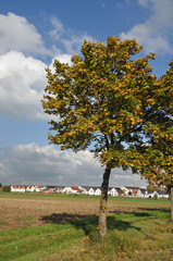 Fototapeta na wymiar Baum bei Rödermark-Urberach