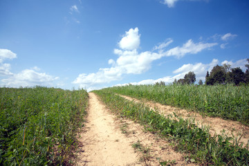 Fototapeta na wymiar Rustic landscape with ground road through a green field in summer day