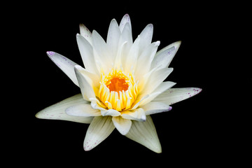 White lotus isolated black background