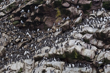 Thousands of Common Murres line the ledges of a sea cliff