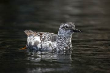 Close view of a swimming Pigeon Guillimot