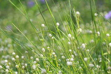 Meadow flowers