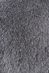 Texture of Smooth animal gray hair