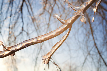 Bare tree branches with ice