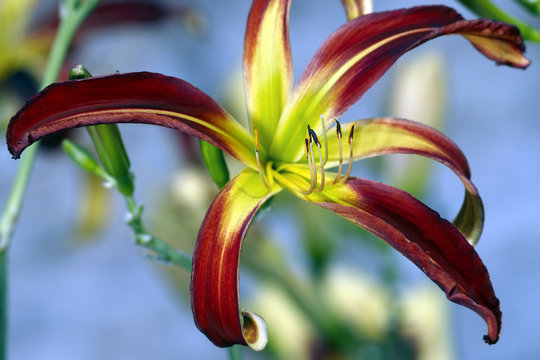 Day lily spider like