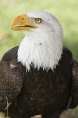 Fototapeta premium bald eagle
