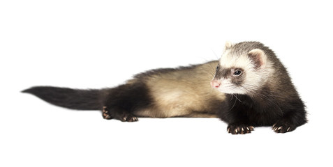 Хорек засыпает