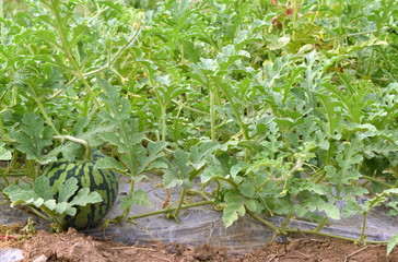 watermelon filed