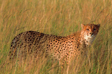 Male cheetah in Masai Mara