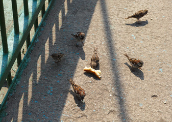 Sparrows
