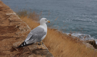 Seagull standing on a stone wall on  rocky coastline