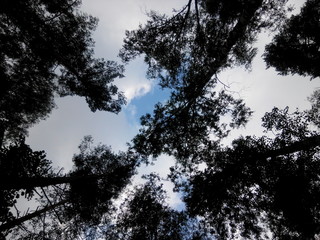 Sky in the forest