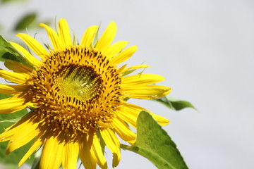 Naklejka premium ひまわり