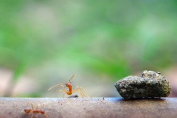 Ant tiny world (Macro, selective focus environment on leaf background)