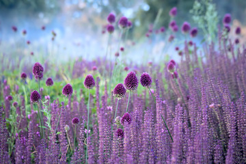 Chive herb flowers on beautiful blur background. - obrazy, fototapety, plakaty