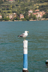Iseo lake seagull