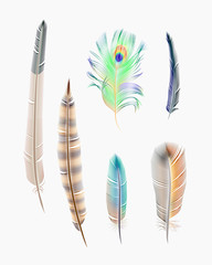 collection of vector feathers