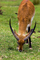 Eland
